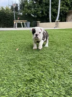 Bandit, a male English Bulldog for sale in Orange, CA – 9 of 10