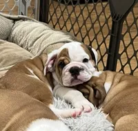 Willow, a female English Bulldog for sale in Orange, CA – 4 of 10