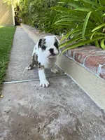 Kane, a male English Bulldog for sale in Orange, CA – 4 of 10