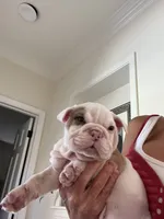 Milo, a male English Bulldog for sale in Orange, CA – 6 of 10