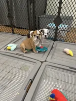 Teddy, a male English Bulldog for sale in Orange, CA – 10 of 10