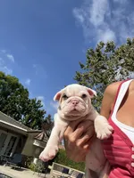 Milo, a male English Bulldog for sale in Orange, CA – 2 of 10
