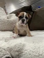 Kona, a female English Bulldog for sale in Orange, CA – 3 of 10