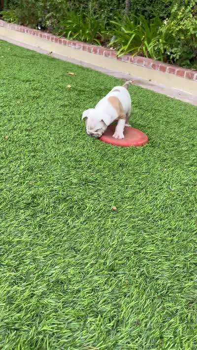Milo, a male English Bulldog for sale in Orange, CA – 10 of 10