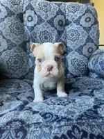 Biscuit, a male English Bulldog for sale in Orange, CA – 3 of 10