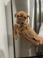 Cinnamon, a female English Bulldog for sale in Orange, CA – 8 of 10