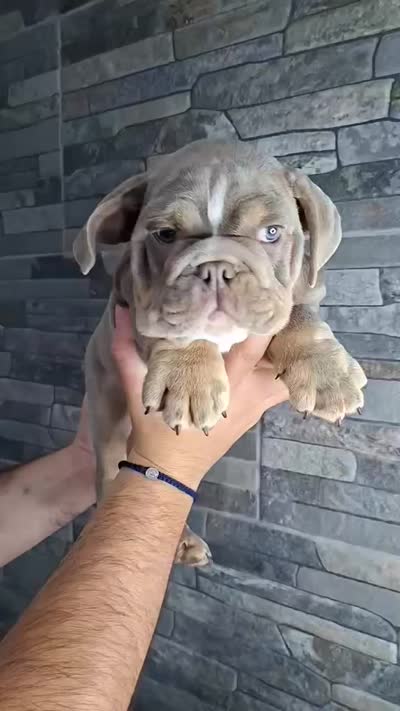 Bruno, a male English Bulldog for sale in Orange, CA – 10 of 10