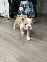 Biscuit, a male English Bulldog for sale in Orange, CA – 7 of 10