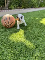 Kane, a male English Bulldog for sale in Orange, CA – 9 of 10