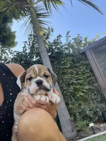 Bruno, a male English Bulldog for sale in Orange, CA – 5 of 10
