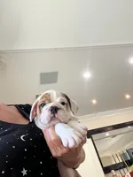 Willow, a female English Bulldog for sale in Orange, CA – 2 of 10