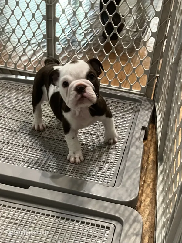 Brownie  – English Bulldog puppy for sale in Orange, CA