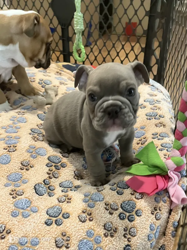 Ash – English Bulldog puppy for sale in Orange, CA