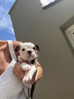 Brownie , a female English Bulldog for sale in Orange, CA – 10 of 10