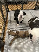 Zeus, a male English Bulldog for sale in Orange, CA – 7 of 10