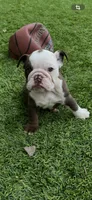 Coco, a female English Bulldog for sale in Orange, CA – 2 of 10