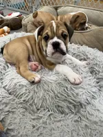 Bruno, a male English Bulldog for sale in Orange, CA – 7 of 10