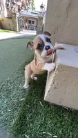 Kona, a female English Bulldog for sale in Orange, CA – 5 of 10
