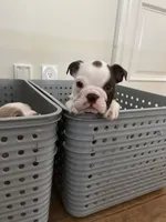 Brownie , a female English Bulldog for sale in Orange, CA – 3 of 10