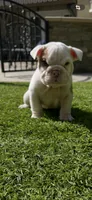 Milo, a male English Bulldog for sale in Orange, CA – 9 of 10