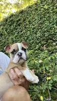 Maya, a male English Bulldog for sale in Orange, CA – 9 of 10