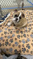 Maya, a male English Bulldog for sale in Orange, CA – 7 of 10