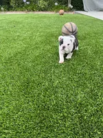 Bandit, a male English Bulldog for sale in Orange, CA – 7 of 10