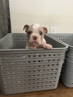 Biscuit, a male English Bulldog for sale in Orange, CA – 5 of 10