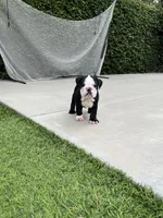 Zeus, a male English Bulldog for sale in Orange, CA – 5 of 10