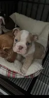 Biscuit, a male English Bulldog for sale in Orange, CA – 9 of 10