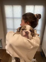Rocco, a male English Bulldog for sale in Orange, CA – 6 of 10