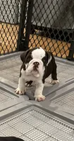 Finn, a male English Bulldog for sale in Orange, CA – 4 of 10