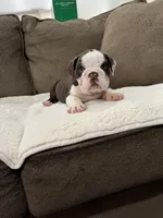 Finn, a male English Bulldog for sale in Orange, CA – 5 of 10
