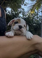 Willow, a female English Bulldog for sale in Orange, CA – 3 of 10