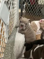 Ash, a male English Bulldog for sale in Orange, CA – 9 of 10