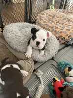 Domino, a male English Bulldog for sale in Orange, CA – 6 of 10