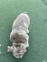 Chubbs, a male English Bulldog for sale in Orange, CA – 8 of 10