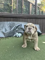Chubbs, a male English Bulldog for sale in Orange, CA – 6 of 10