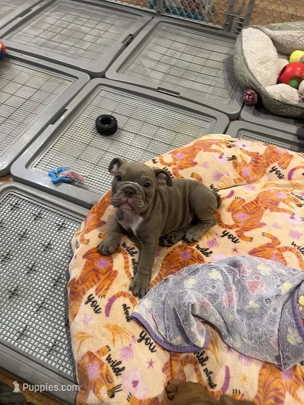 Ash – English Bulldog puppy for sale in Orange, CA