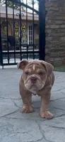Chubbs, a male English Bulldog for sale in Orange, CA – 4 of 10