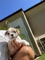 Bentley, a male English Bulldog for sale in Orange, CA – 3 of 10