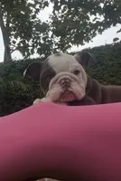 Coco, a female English Bulldog for sale in Orange, CA – 4 of 10