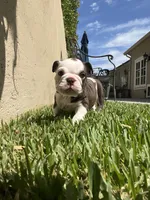 Brownie , a female English Bulldog for sale in Orange, CA – 9 of 10