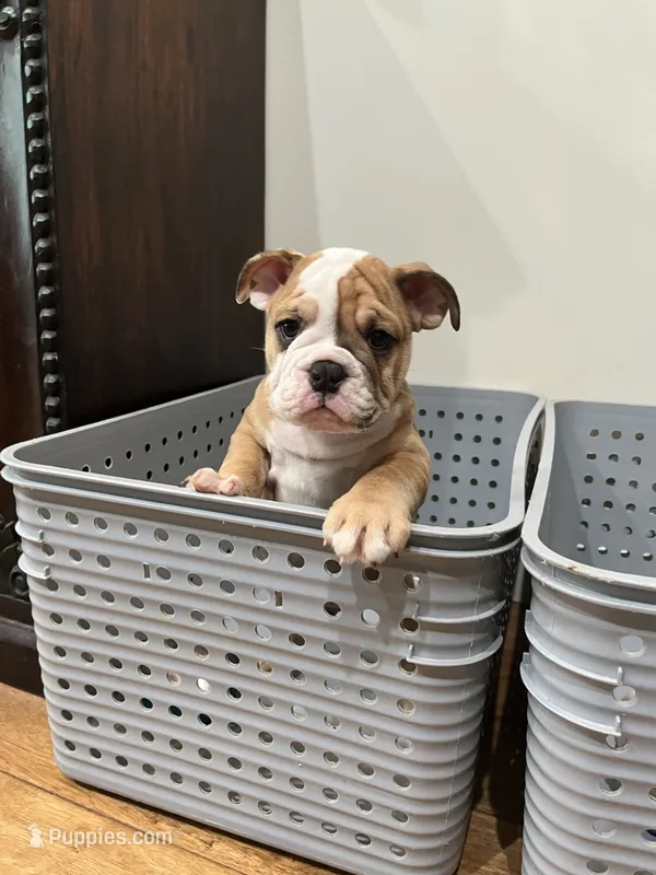 Buster brown  – English Bulldog puppy for sale in Orange, CA