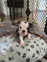 Brownie , a female English Bulldog for sale in Orange, CA – 5 of 10