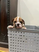Rufus, a male English Bulldog for sale in Orange, CA – 3 of 10