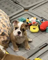 Buster brown , a male English Bulldog for sale in Orange, CA – 2 of 9