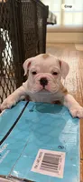 Ziggy, a male English Bulldog for sale in Orange, CA – 2 of 10