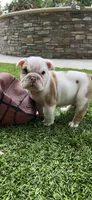 Milo, a male English Bulldog for sale in Orange, CA – 7 of 10
