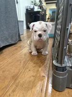 Ziggy, a male English Bulldog for sale in Orange, CA – 6 of 10
